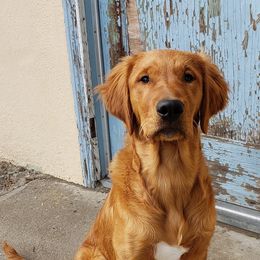 Golden Retrievers from Castle Au Retrievers