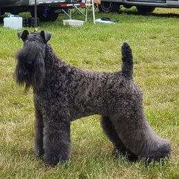 Kerry Blue Terriers from Lighthouse Kerry Blue Terriers