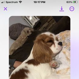 Cavalier King Charles Spaniel Puppies from Mapleview Cavalier King Charles Spaniels