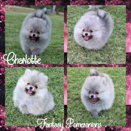 Charlotte - Cream sable female Pomeranian puppy in Anna, Texas from Fantasy Pomeranians & Fantasy Aussies