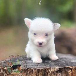 High Roller - Gray and white male American Corgi puppy in Cameron, North Carolina from Butts Family Corgis