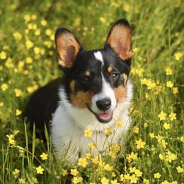 George - Pembroke Welsh Corgi