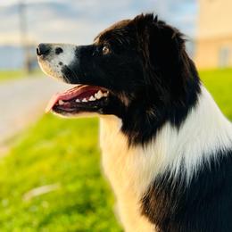 (Skye) AKC Old Oaks Dakota Skye Autumn Lexus CGC TKN - Black and white female Border Collie puppy in Brazil, Indiana from Brilliant Kennels