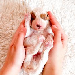 Crow - Parti male Poodle puppy in Kissimmee, Florida from Poodle Doodle Kennels