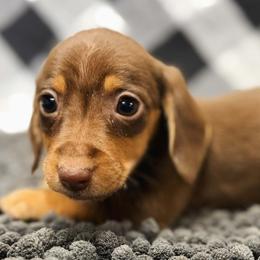 Smurfette - Chocolate and tan female Dachshund puppy in Portsmouth, Ohio from Tygart Creek Dachshunds