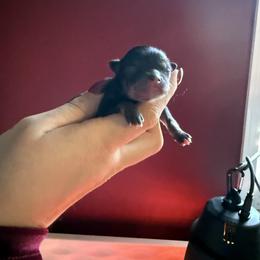 Pixie - Black and tan female Pomeranian puppy in Lillington, North Carolina from Dignified Poms