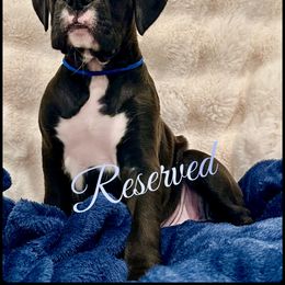 Emerald - Brindle male Boxer puppy in Seaside, Oregon from Vincent's Pride Boxers