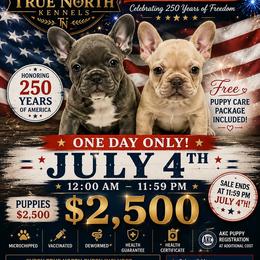 Eve - Blue fawn female French Bulldog puppy in Denton, Maryland from Little Lions the Shih Tzu Kingdom