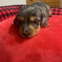 Dachshund Puppies from KW’s Doxies