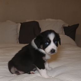 Wednesday - Black & white female Australian Shepherd puppy in Charlotte, North Carolina from Good Karma Aussies