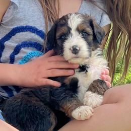 America - Sable female Bernedoodle puppy in Kansas City, Missouri from Beary GoldenDoodles