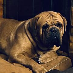 Beau - Dogue de Bordeaux