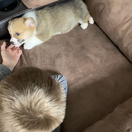 Pembroke Welsh Corgi Puppies from Gardner Corgis