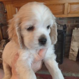 Kurt - Buff male Cocker Spaniel puppy in Rome, Georgia from Joron Cockers