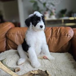 Pumpkin (female) - Black and white female Sheepadoodle puppy in Vernonia, Oregon from Life Unleashed Farm