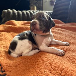 Light Green Collar - Liver and white female German Shorthaired Pointer puppy in Covington, Georgia from Peters Built Pointers
