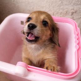 Peach - Dapple female Dachshund puppy in Venice, Florida from Crowline Kennels