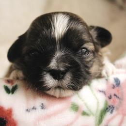 Minnie - Brown female Shichon puppy in Pennsylvania from Manor Hills Shih Tzus