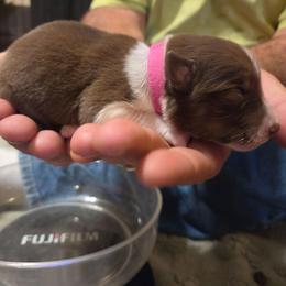 Red White Girl Pink - White and red female Border Collie puppy in Bradley, South Carolina from DiCola Farm