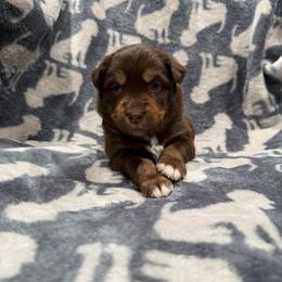 Dustin - Red tri male Miniature Australian Shepherd puppy in Phillipsburg, New Jersey from Dusty Dogs Miniature Australian Shepherds