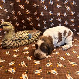 Walter - Tri-Roan male English Springer Spaniel puppy in Braidwood, Illinois from A & R Springers