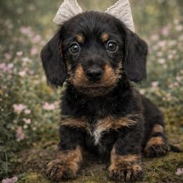 Thistle - Black and tan female Dachshund puppy in Alexander, North Dakota from Wild Rose Ridge Doxies