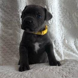 Dancer - Gray female Cane Corso puppy in Utah from 3Lake Kennelz