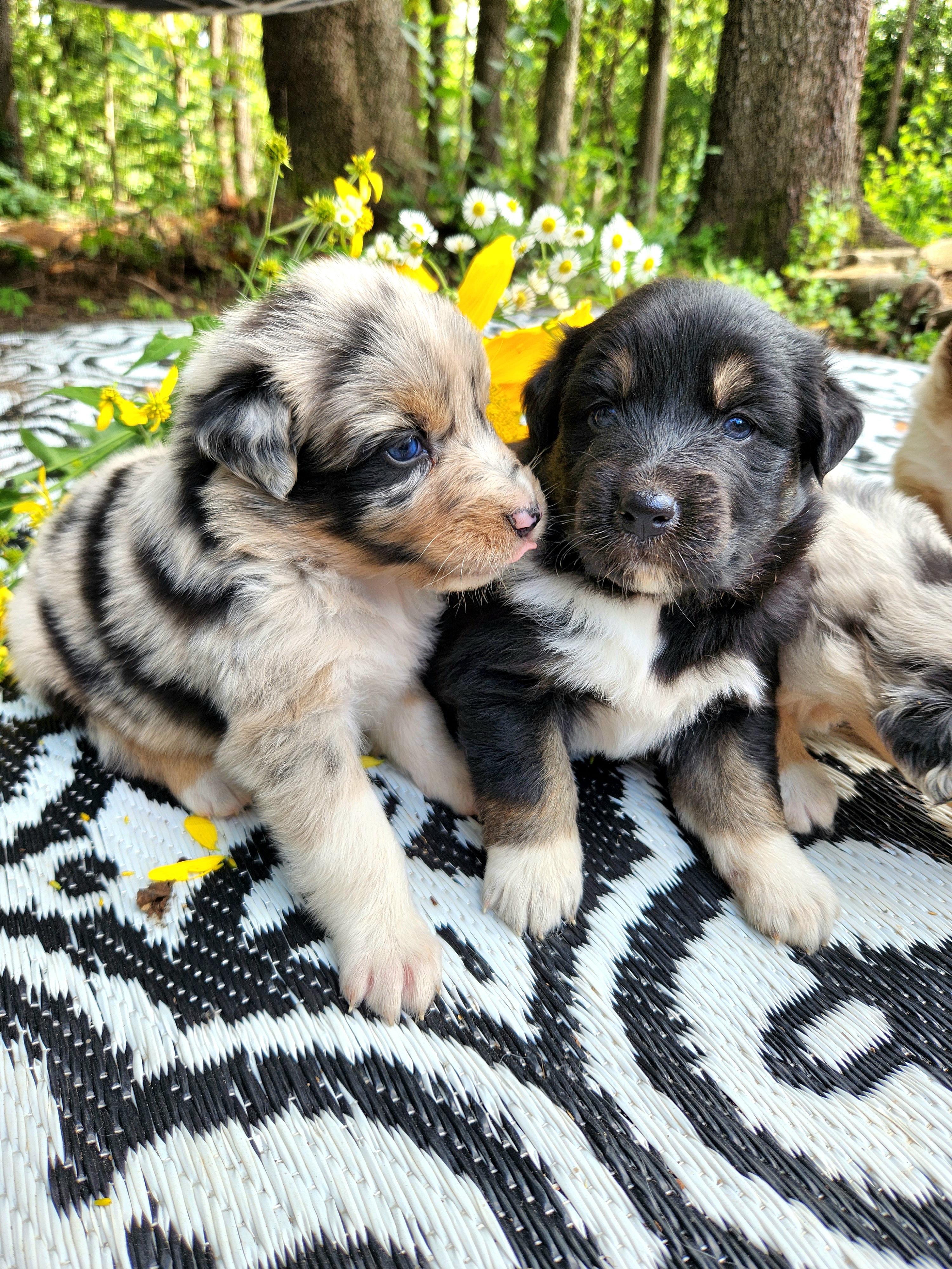 Australian Shepherd Puppies from Resolute Aussies