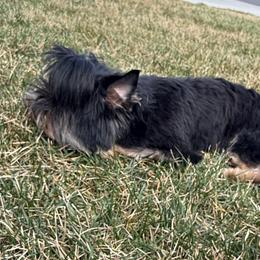 Yorkshire Terriers from Oasis' Yorkshire Terriers