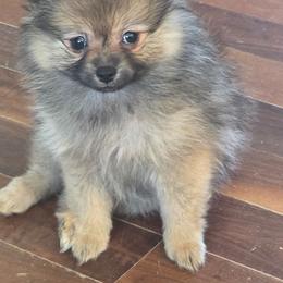 Autumn - Orange sable female Pomeranian puppy in El Centro, California from BabyBooPoms