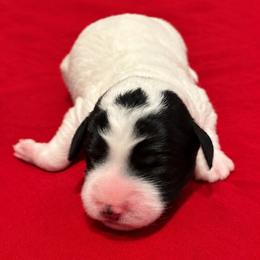 Black - Black female Poodle puppy in Huntsville, Alabama from Flint River Poodles