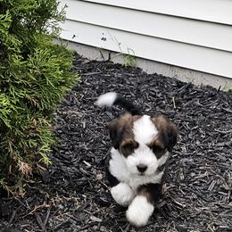 PCP Lucille's Raven of the Moon - Black and white female Companion Cross puppy in Kimball, Michigan from Perfect Companion Puppies