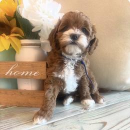 Blue - Brown male Cavapoo puppy in Orangeville, Utah from Julie Chandler
