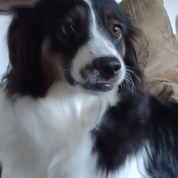 Rahab - Miniature Australian Shepherd