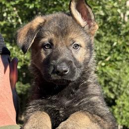 Yellow - Sable male German Shepherd puppy in Buffalo, West Virginia from Z Tykev Vino LLC