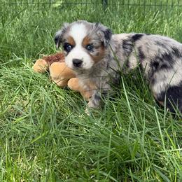 Snickerdoodle - Blue merle female Miniature Australian Shepherd puppy in Medical Lake, Washington from MAS Gone Rogue