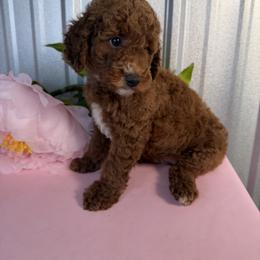 Goldendoodle and Poodle Puppies from Northern Heart Standards