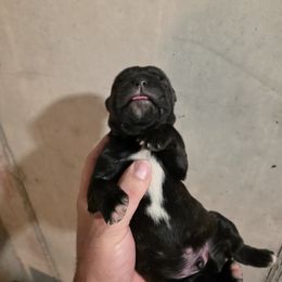 Boy 7 - Black brindle male Cane Corso puppy in Vernal, Utah from Diamond Ridge Cane Corsos