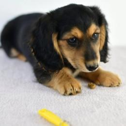 Cooper - Black and cream male Dachshund puppy in Austin, Texas from Glorious Minis