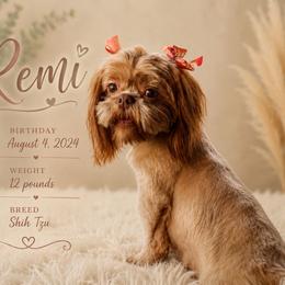 Remi - Gold female Shih Tzu puppy in Benbrook, Texas from Pretty Paws & Pearls Shih Tzu's