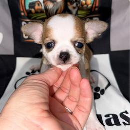Alvin - Black sabled fawn male Chihuahua puppy in Palmyra, Indiana from Country Star Chihuahuas
