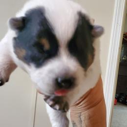 Full mask F - Blue speckled female Australian Cattle Dog puppy in Lenoir, North Carolina from Blue Coyote Ranch