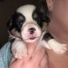 Cupid - Black and tan male Pembroke Welsh Corgi puppy in Derby, Iowa from Newton Hay & Cattle