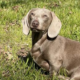Asher - Dachshund