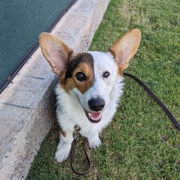 Gizmo - Pembroke Welsh Corgi