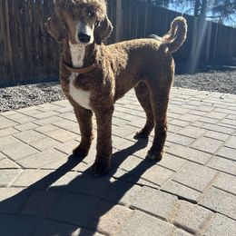 Poodle puppies from Whiskey Row Royals