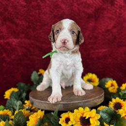 Gus - Merle male Labradoodle puppy in Elizabeth City, North Carolina from Howdy Doodles