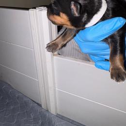 White girl - Black and mahogany female Rottweiler puppy in Colorado Springs, Colorado from Von Locher Rotties