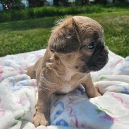 Alice (FLUFFY) - Fawn and white female French Bulldog puppy in Bend, Oregon from High Lakes Frenchies