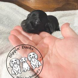 Onyx - Black female Dachshund puppy in Wytheville, Virginia from Dippin’ Dachs mini dachshunds
